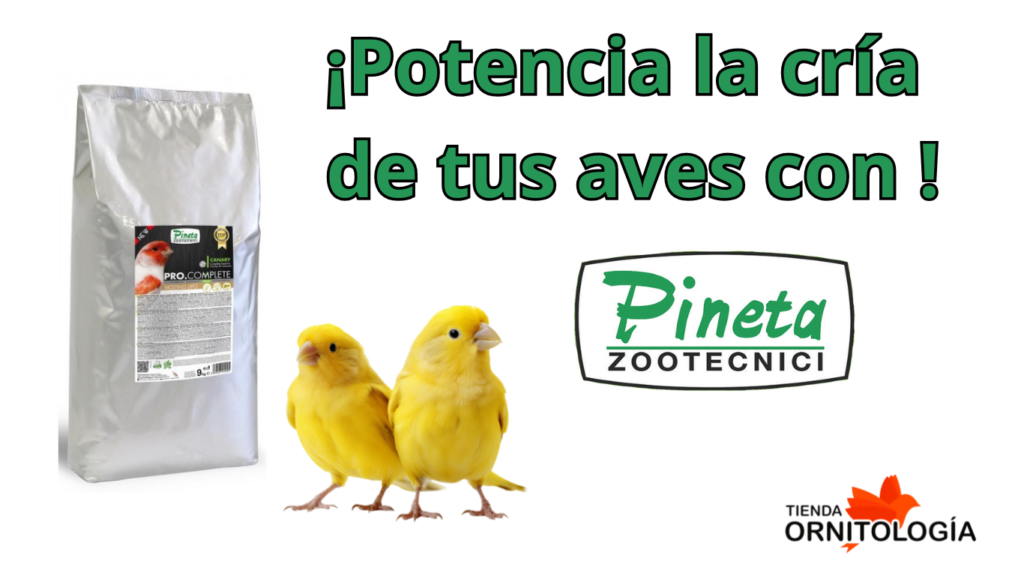 Los productos estrella de Pineta