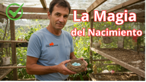 Todo lo que Debes Saber Antes y Después de la Eclosión del Canario