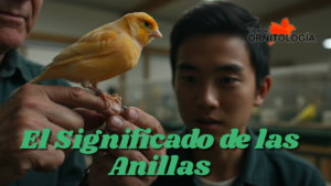 Para qué sirven las anillas?
