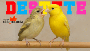 Un canario joven y un canario adulto posados juntos en una percha de madera; el joven, con plumaje más apagado y el pico abierto, parece pedir comida al adulto, que luce un plumaje amarillo intenso