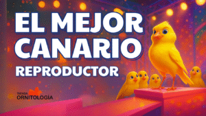 El mejor canario macho del mundo