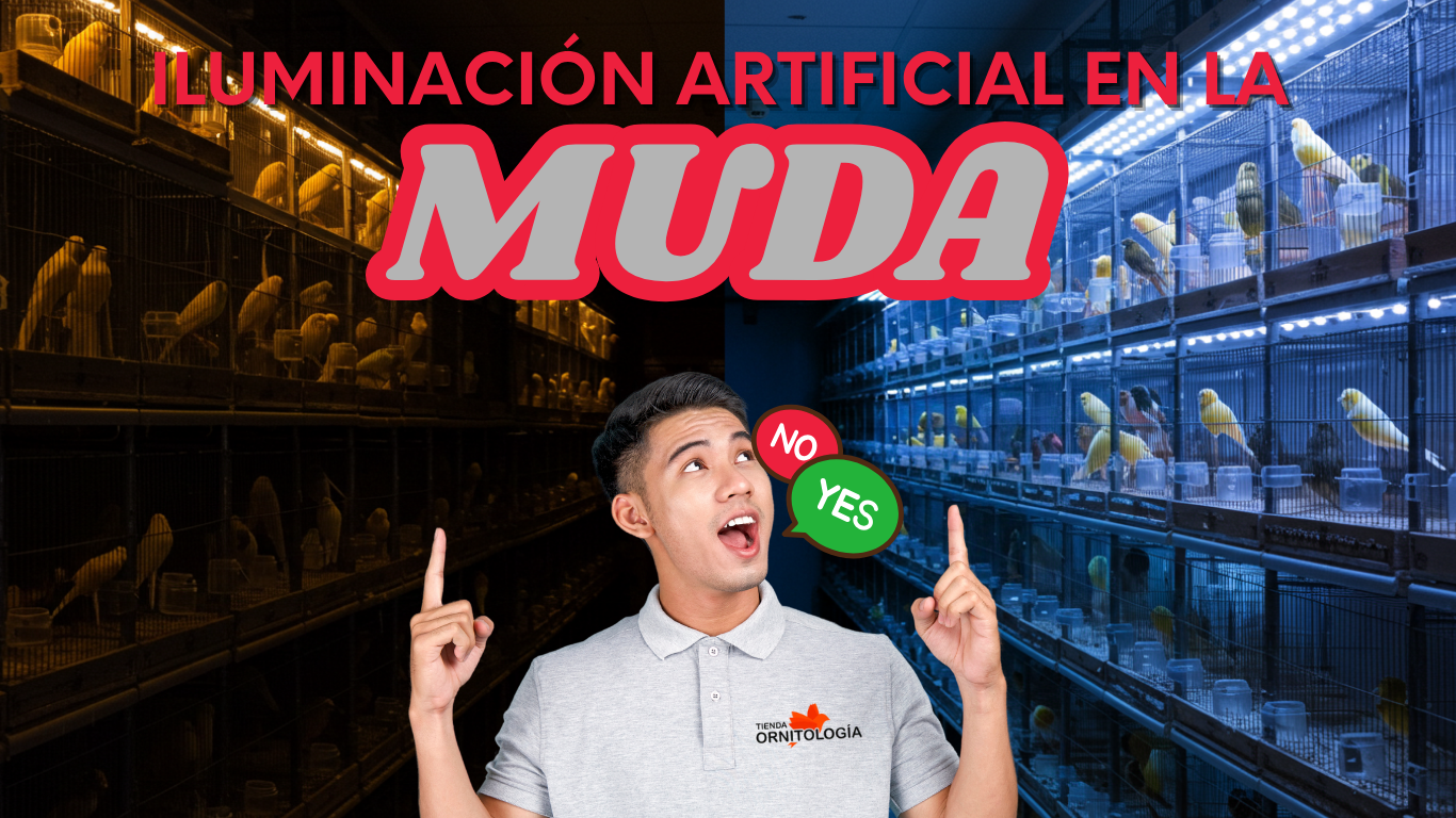 Iluminación artificial en la muda