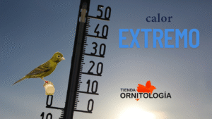 El calor en los aviarios