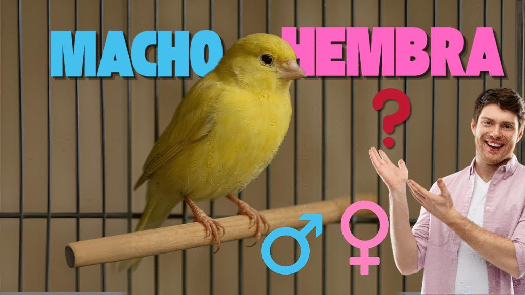 macho o hembra