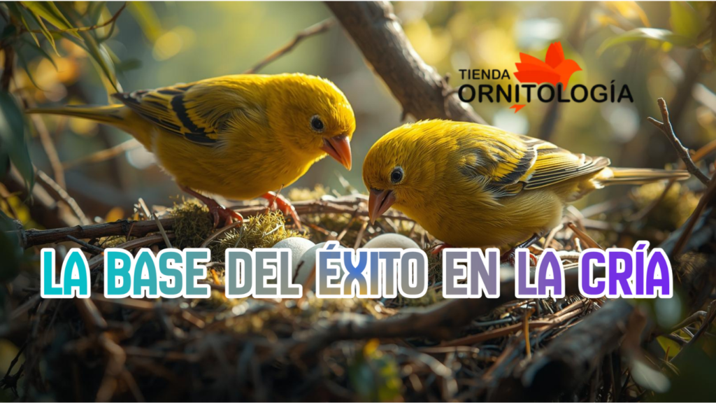 La preparación del canario: base del éxito en la cría