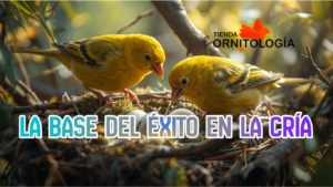 La preparación del canario: base del éxito en la cría